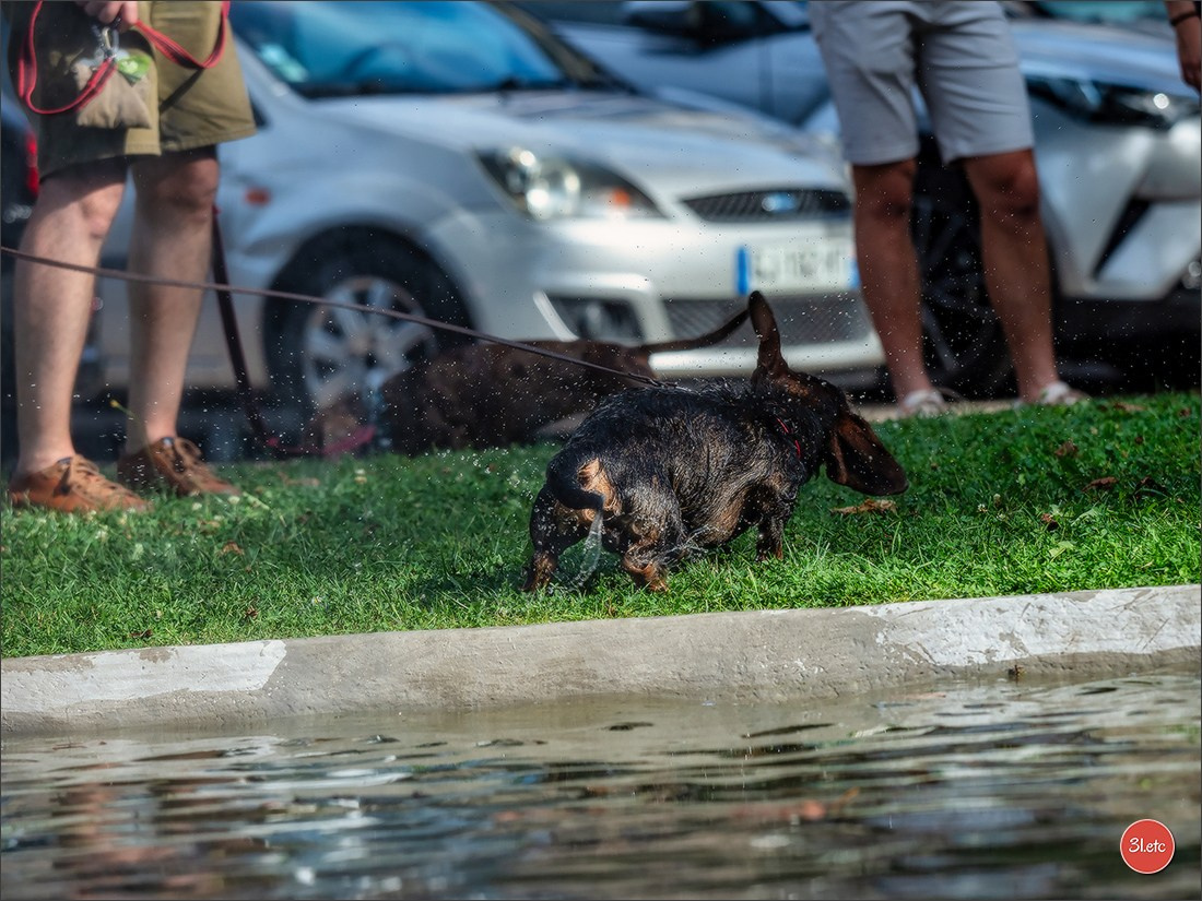Teckels Parade Strasbourgeoise  Vous pouvez voir le galerie de photos. Photographe à Strasbourg | Portraits, Studio, Enfants, Événements