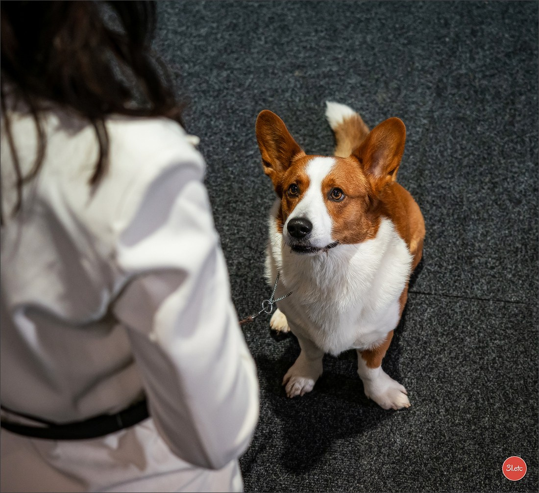 🇩🇪 Offenburg  International Dogshow 09-10.03.24 🇩🇪. Photographe à Strasbourg | Portraits, Studio, Enfants, Événements