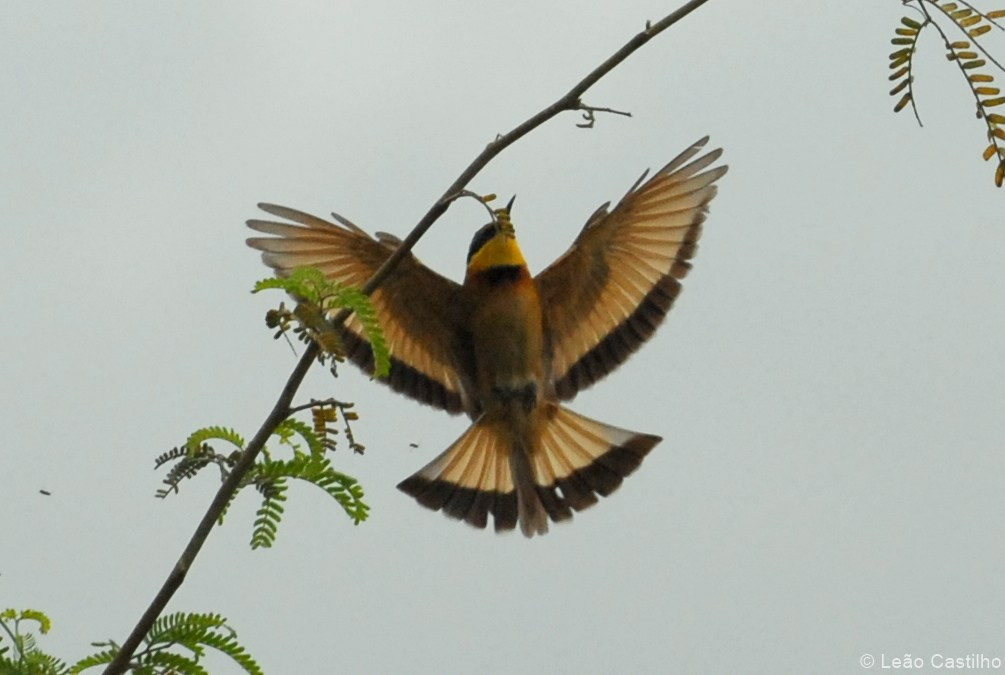 Photos of animals. Simbahalu