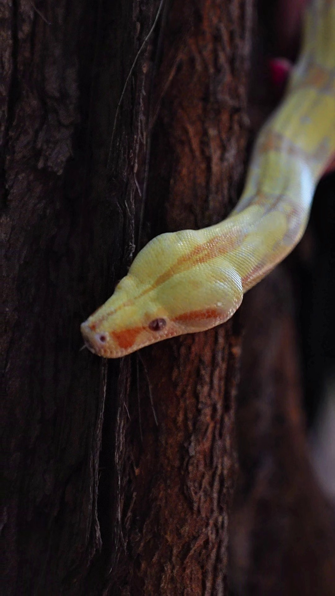 Portfolio Video. Tatiana Ketova