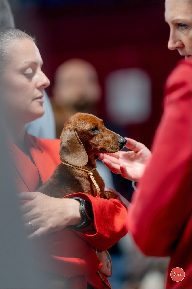 Expo canine 🇲🇨 Monaco 9-10/05/2026. Photographe à Strasbourg | Les animaux, Portraits, Studio, Événements