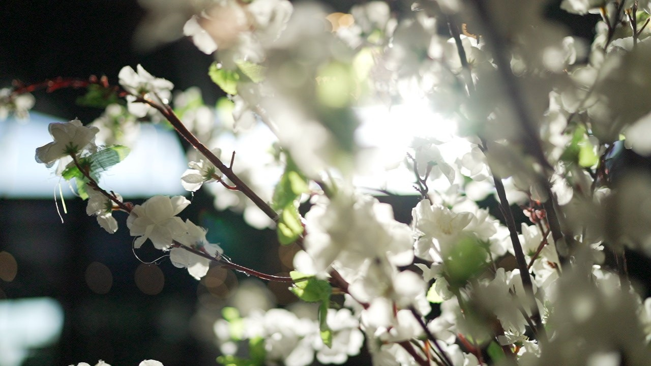 VIA / BASICO. Wedding and events photographers Studio Shalom