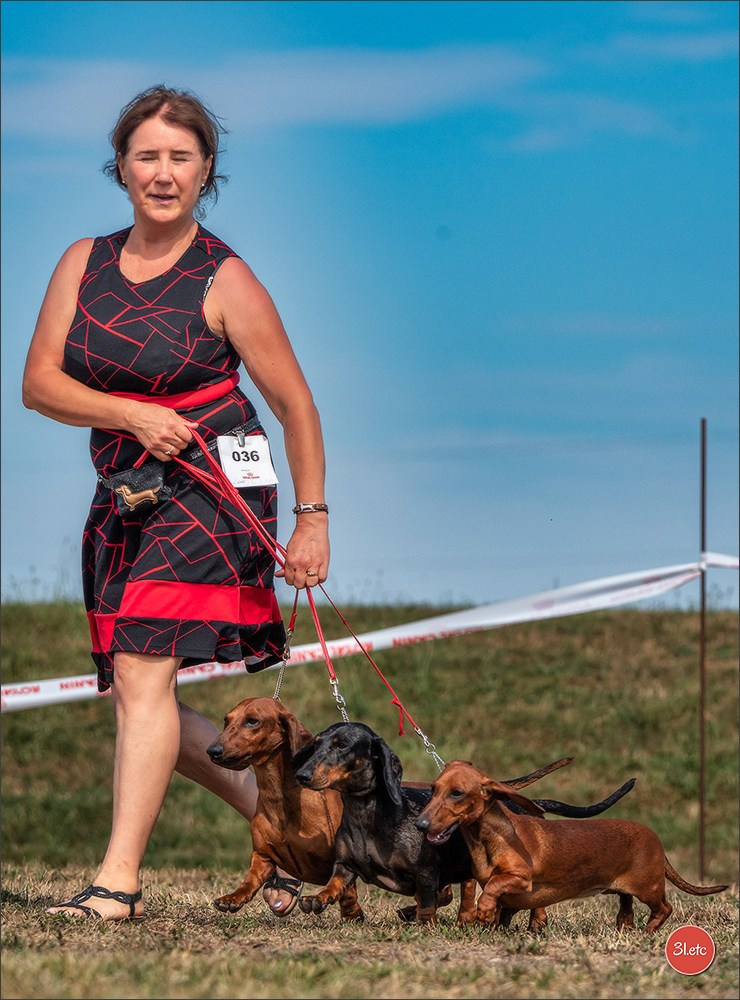 Expo canine (Teckel) Strasbourg Hoerdt  🇫🇷  5-6/07/2025. Photographe à Strasbourg | Portraits, Studio, Enfants, Événements