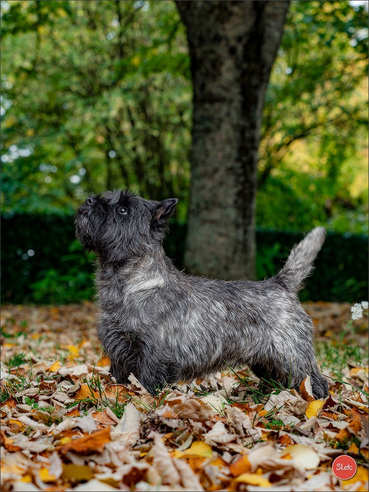 Expo canine 🇫🇷 Poitiers 18-19/10/2025. Photographe à Strasbourg | Portraits, Studio, Enfants, Événements