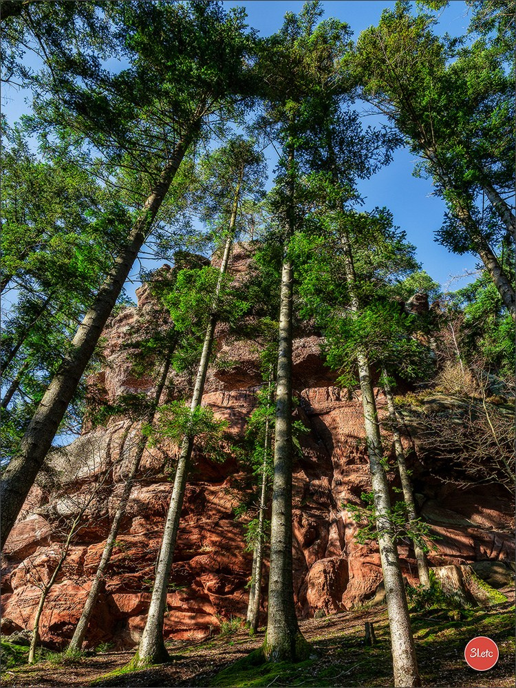 Une forêt, un rocher et un cimetière gallo-romain. Photographe à Strasbourg | Portraits, Studio, Enfants, Événements