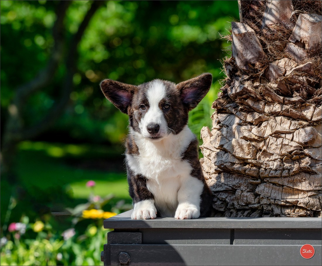 Photographie animalière. Photographe à Strasbourg | Portraits, Studio, Enfants, Événements