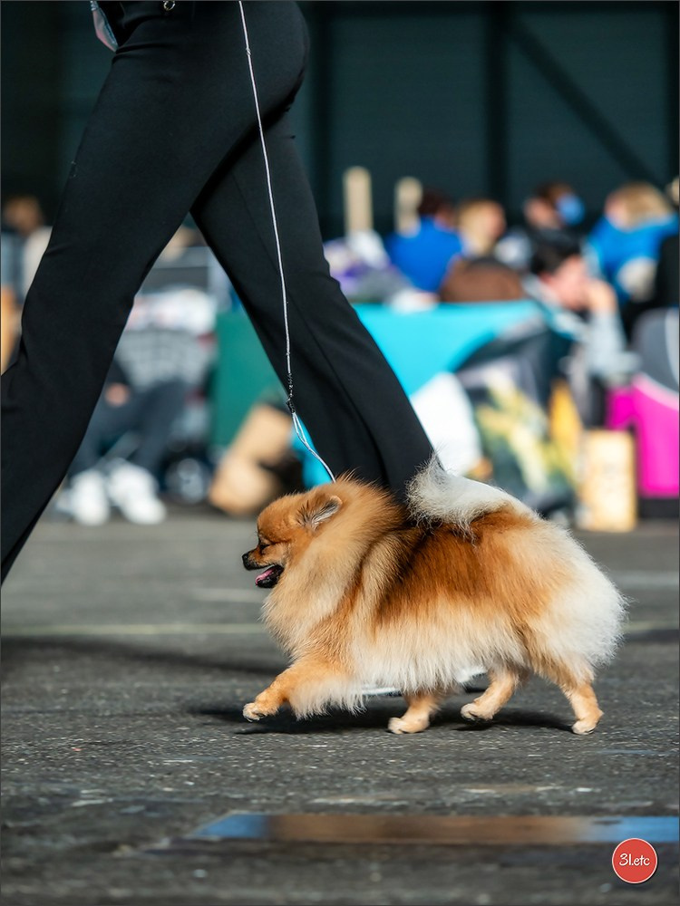 🇨🇭 Geneva Dog Show 15-17/11/2024. Photographe à Strasbourg | Portraits, Studio, Enfants, Événements