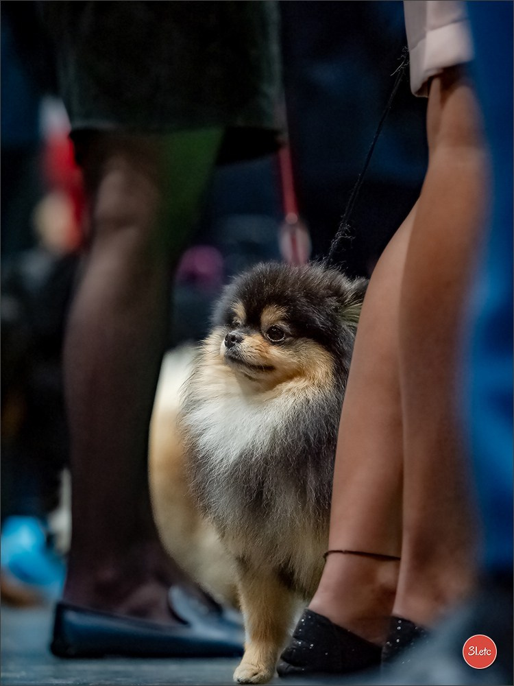 🇳🇱 IDS Maastricht 27/28 Sept 2025 🇳🇱. Photographe à Strasbourg | Portraits, Studio, Enfants, Événements