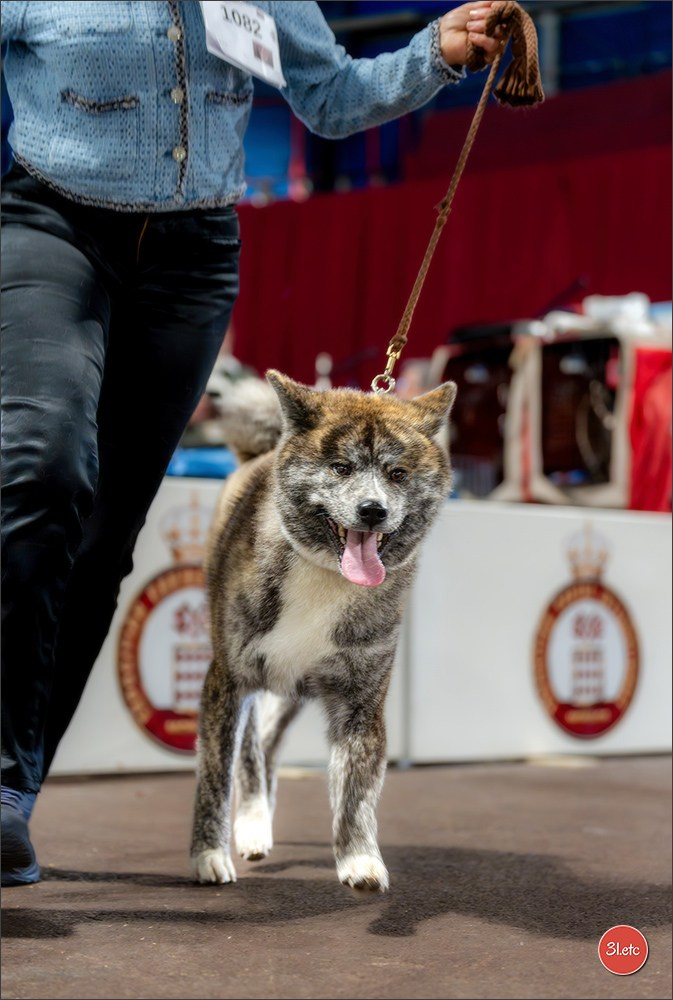 Expo canine 🇲🇨 Monaco 9-10/05/2026. Photographe à Strasbourg | Les animaux, Portraits, Studio, Événements
