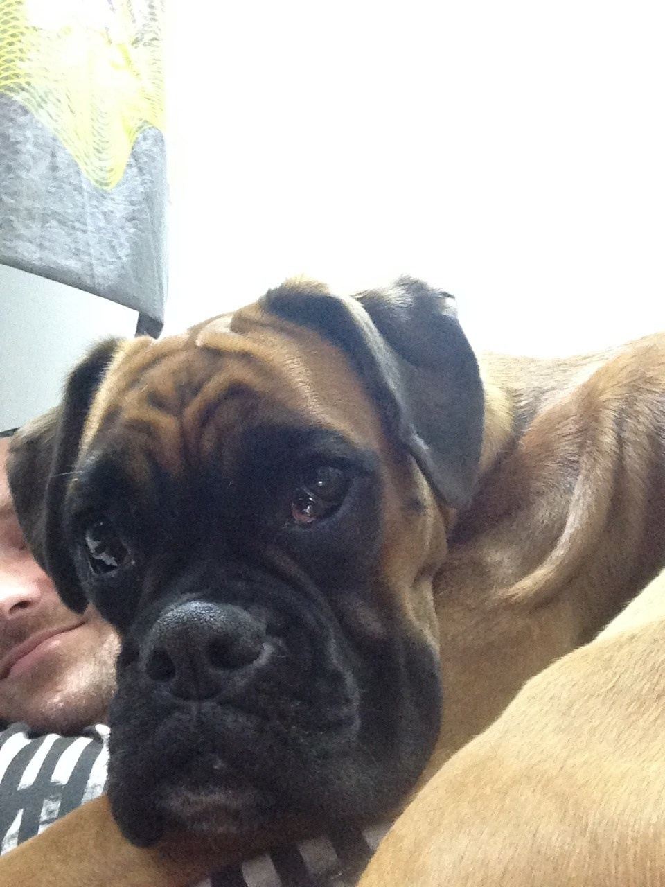 My ״Star״ Boxer Dog