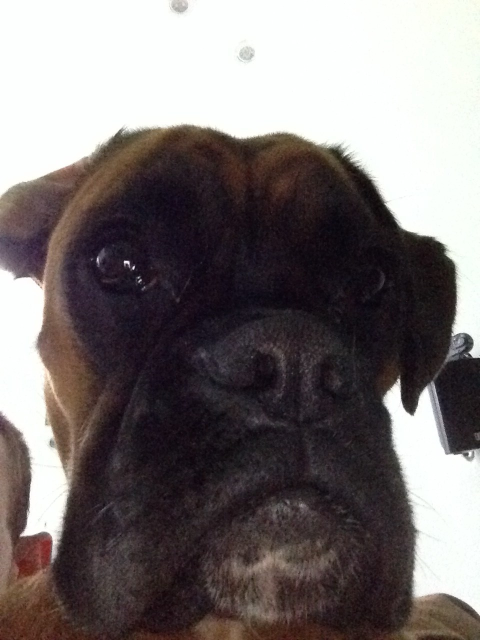 My ״Star״ Boxer Dog