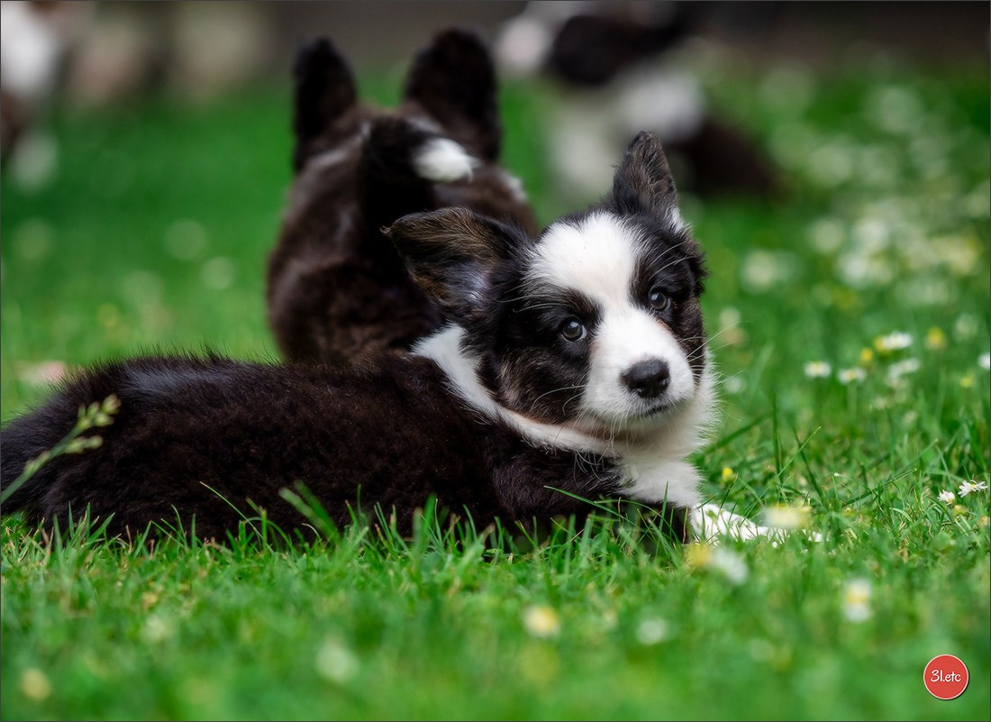 Photographie animalière. Photographe à Strasbourg | Portraits, Studio, Enfants, Événements