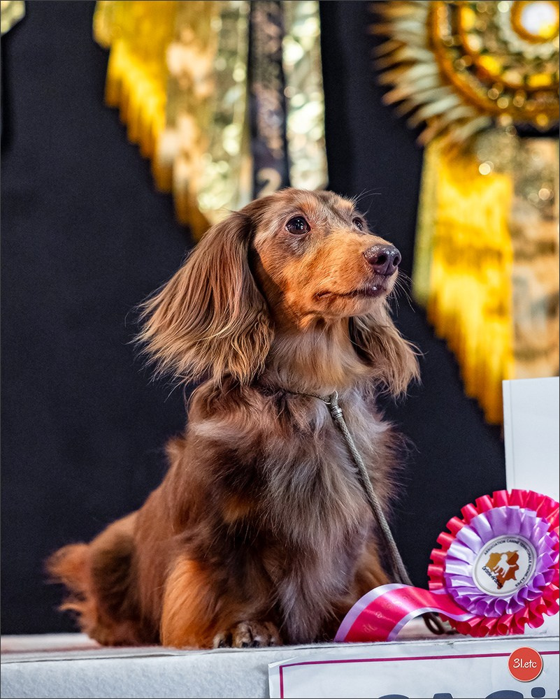Photographie animalière. Photographe à Strasbourg | Portraits, Studio, Enfants, Événements