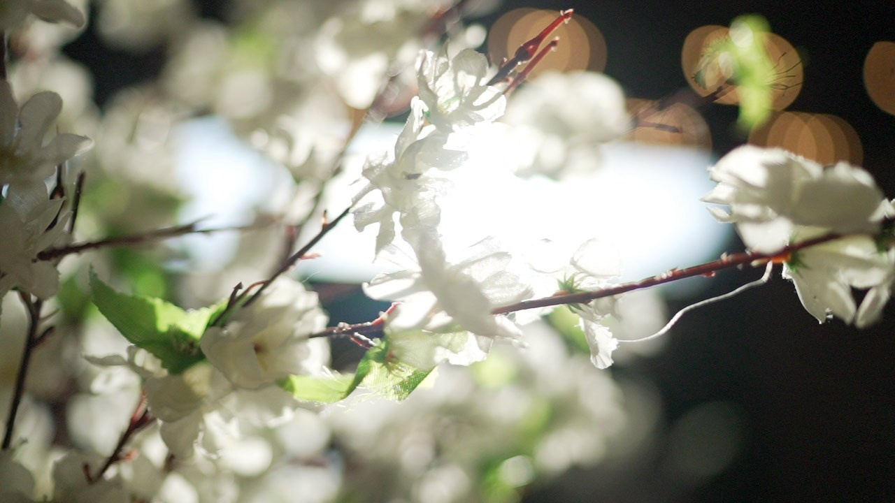 VIA / BASICO. Wedding and events photographers Studio Shalom