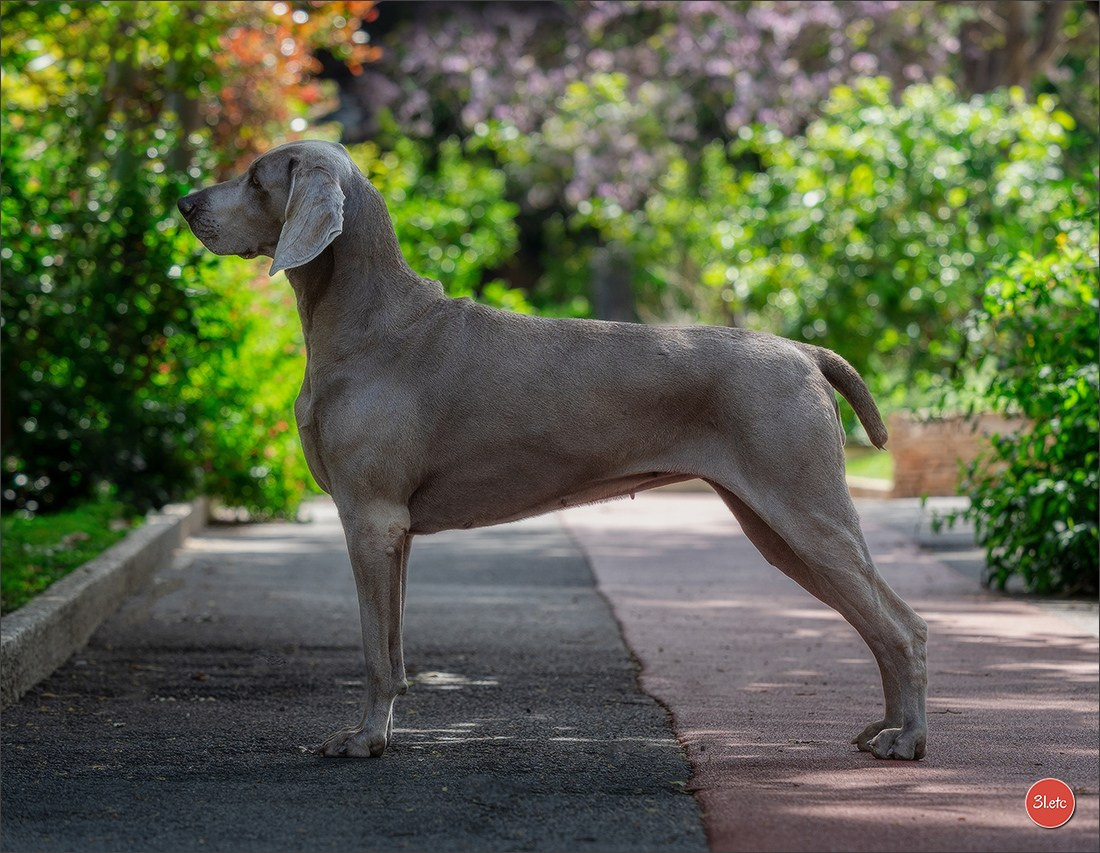 Expo canine 🇲🇨  Monaco 10-11/05/2025. Photographe à Strasbourg | Portraits, Studio, Enfants, Événements