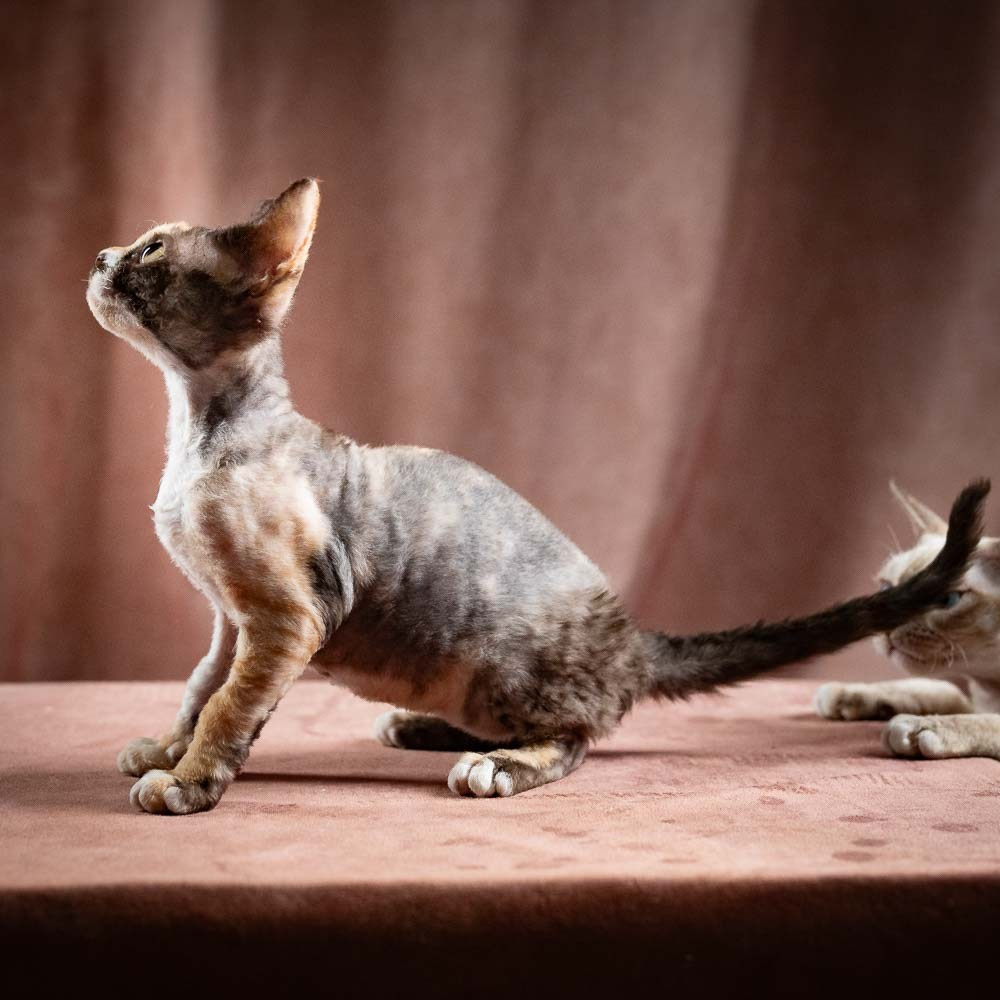 Polly, girl, born 02.11.26. Devon Rex Pixie Cattery