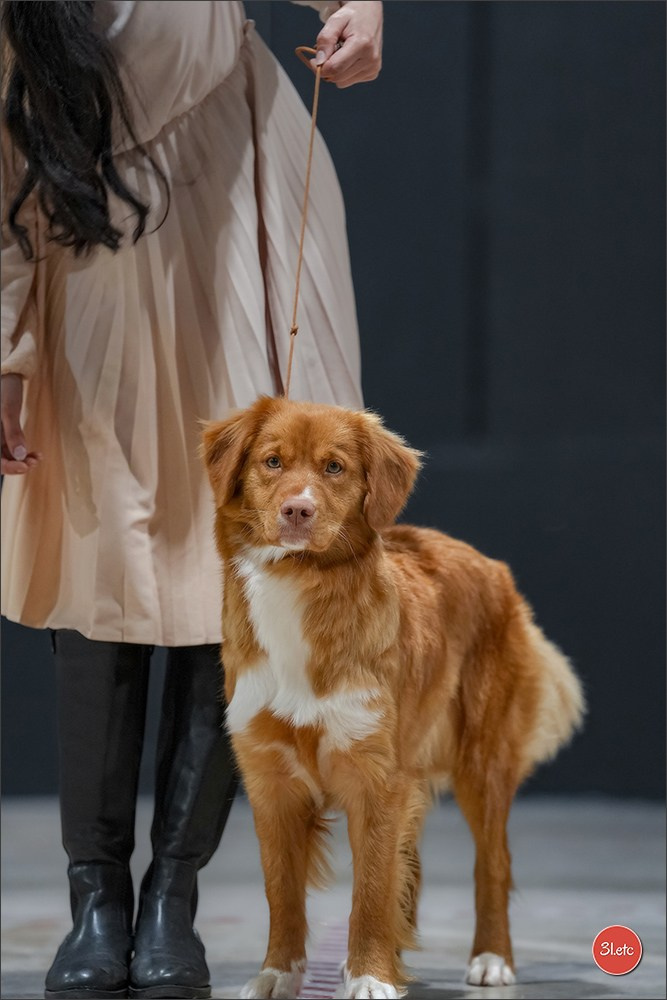 🇱🇺 LUXEMBOURG 🇱🇺 International Dog Show 4-5/04/2026. Photographe à Strasbourg | Portraits, Studio, Enfants, Événements