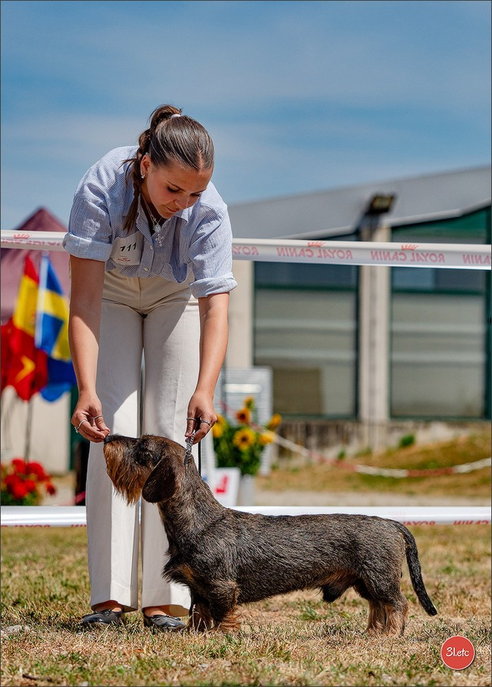 Expo canine (Teckel) Strasbourg Hoerdt  🇫🇷  5-6/07/2025. Photographe à Strasbourg | Portraits, Studio, Enfants, Événements