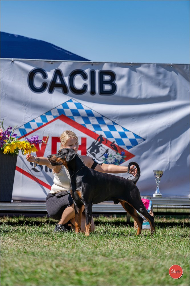 Dog Show - Hallbergmoos 🇩🇪 11-12/07/2026