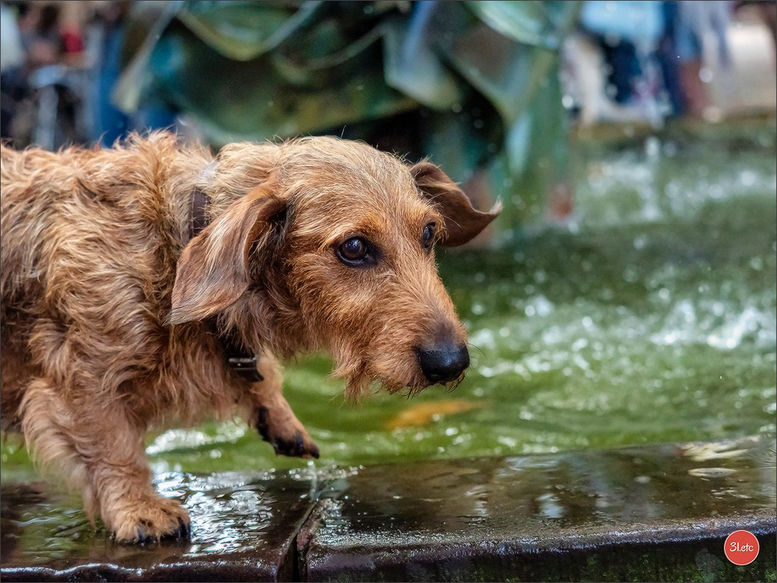 Teckels Parade Strasbourgeoise  Vous pouvez voir le galerie de photos. Photographe à Strasbourg | Portraits, Studio, Enfants, Événements