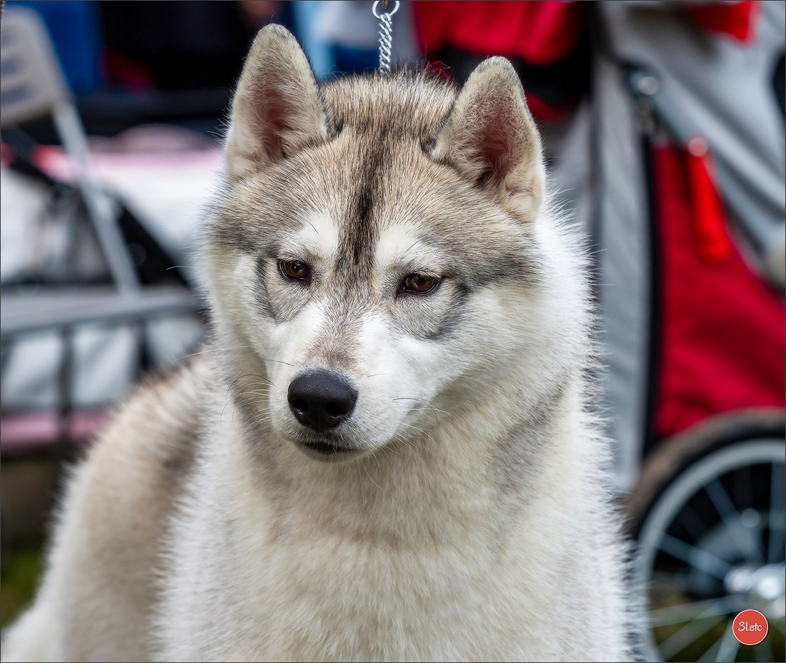 Photographie animalière. Photographe à Strasbourg | Portraits, Studio, Enfants, Événements