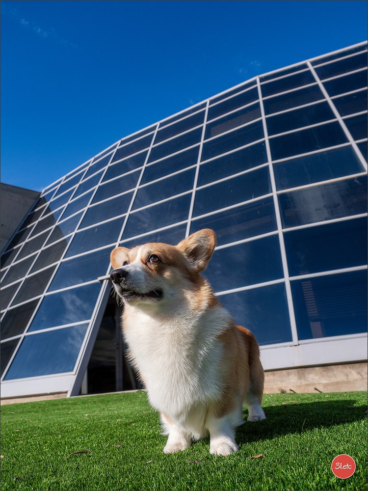 🇫🇷Exposition Canine Internationale de Perpignan. Photographe à Strasbourg | Portraits, Studio, Enfants, Événements