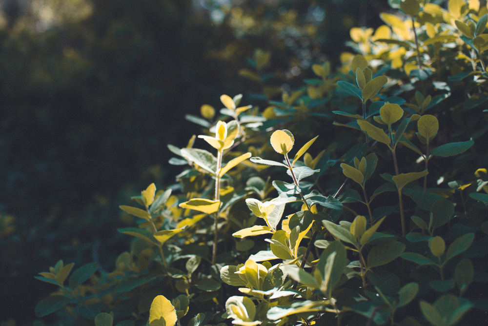 Аня Денис и Тео. Визуальный брендинг