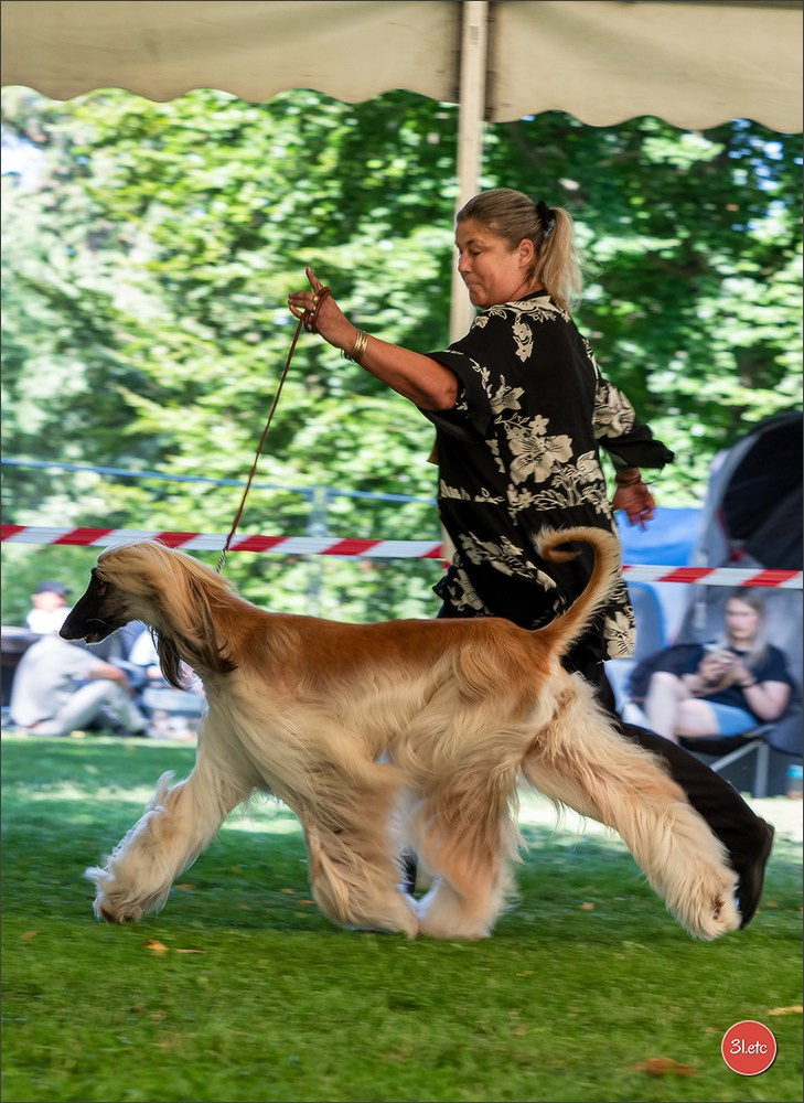 Dog Show Ludwigshafen  🇩🇪  16-17/08/2025. Photographe à Strasbourg | Portraits, Studio, Enfants, Événements