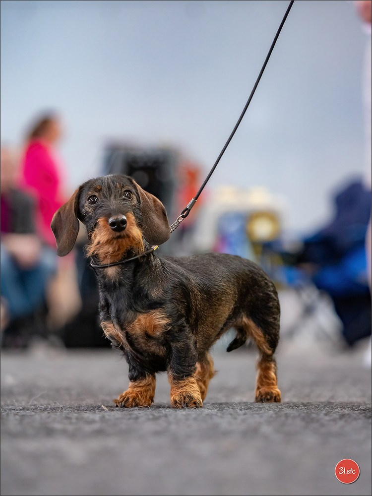 Dog Show Karlsruhe 🇩🇪  29-30/11/2025. Photographe à Strasbourg | Portraits, Studio, Enfants, Événements