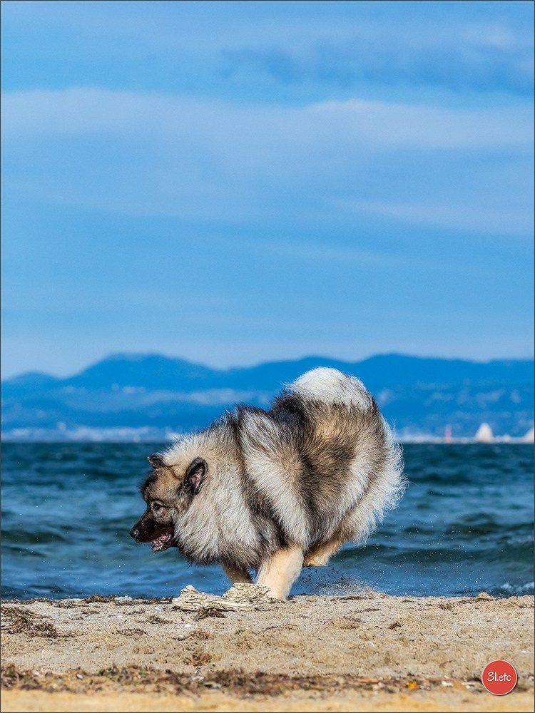 Expo canine 🇫🇷 Martigues  19-20/04/2025. Photographe à Strasbourg | Portraits, Studio, Enfants, Événements