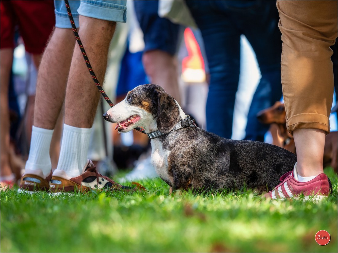 Teckels Parade Strasbourgeoise  Vous pouvez voir le galerie de photos. Photographe à Strasbourg | Portraits, Studio, Enfants, Événements