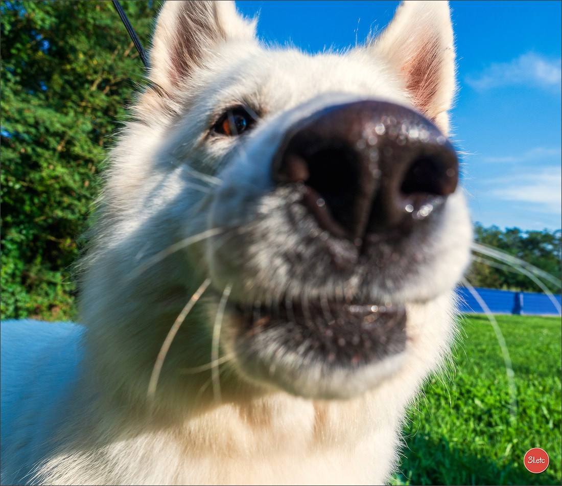 Domaine de la patte blanche. Photographe à Strasbourg | Portraits, Studio, Enfants, Événements