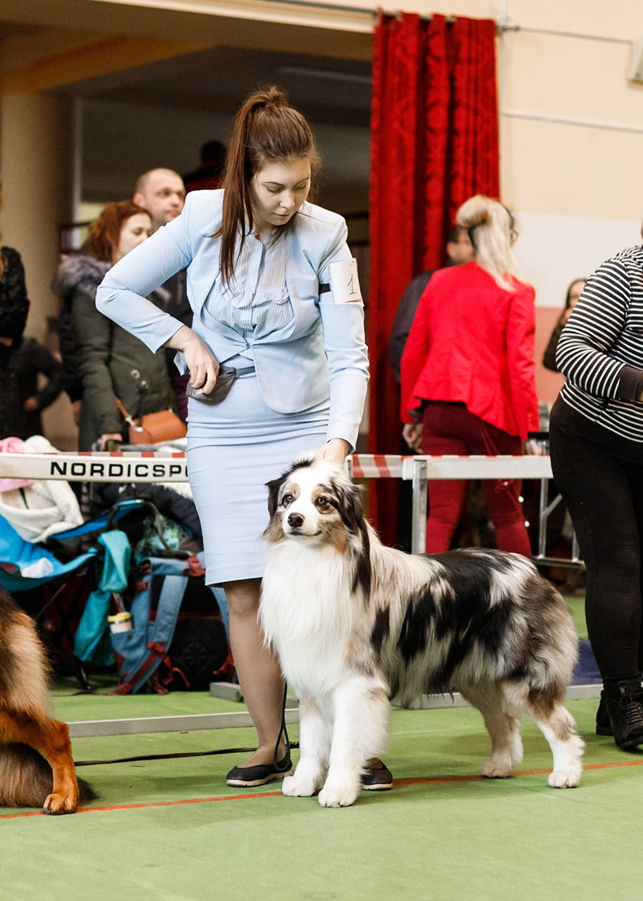 Grodno dog show. Kaja | fotograf we Wrocławiu | ludzie i psy