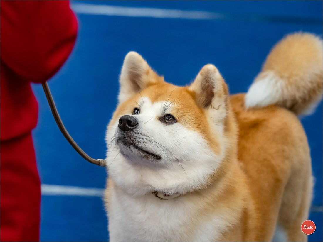 Dog Show WELS   🇦🇹  06-07/12/2025. Photographe à Strasbourg | Portraits, Studio, Enfants, Événements