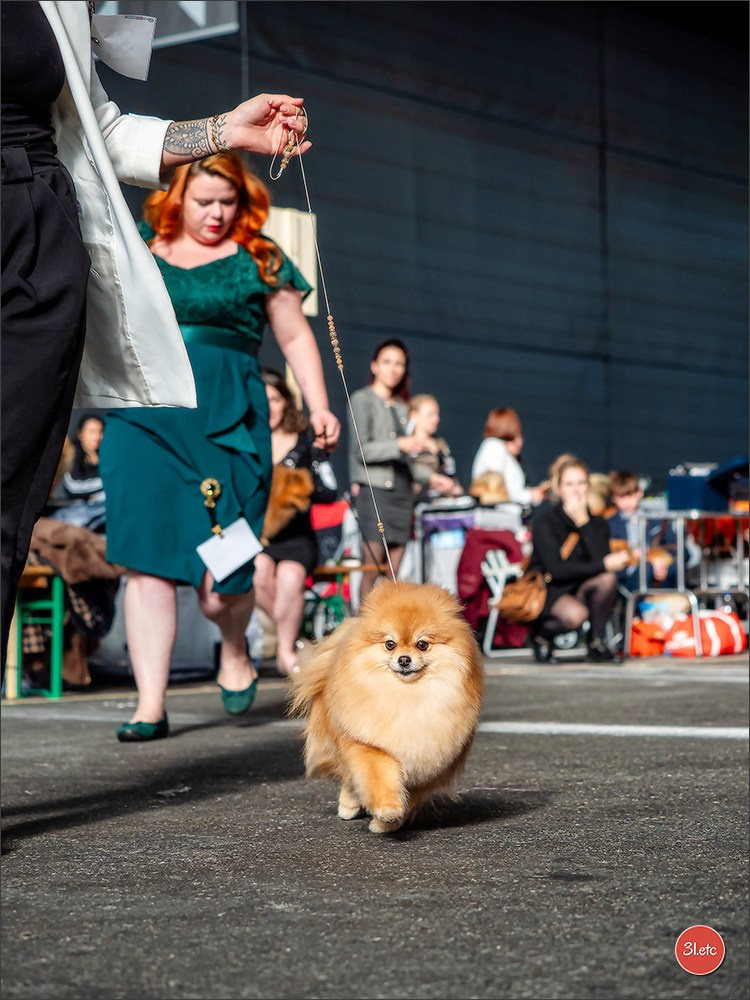 🇨🇭 Geneva Dog Show 15-17/11/2024. Photographe à Strasbourg | Portraits, Studio, Enfants, Événements