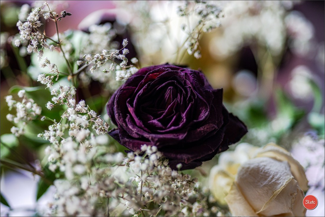 Les fleurs fanées. Photographe à Strasbourg | Portraits, Studio, Enfants, Événements