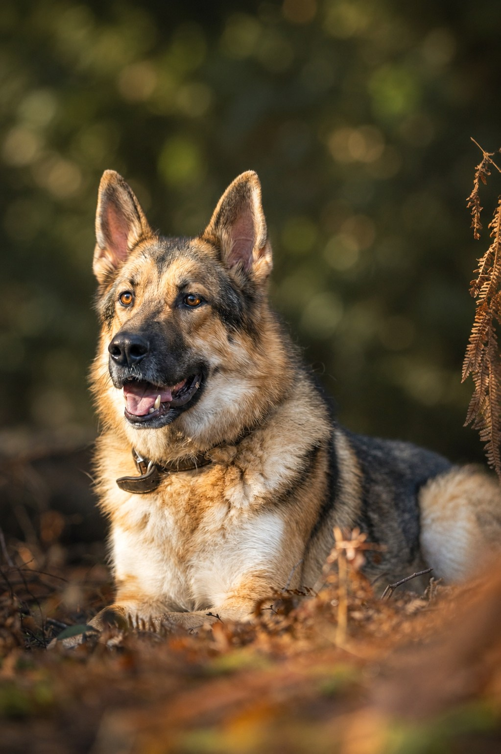 Canine. Leicestershire Equine Photography by El | Authentic Equine Portraits & Events