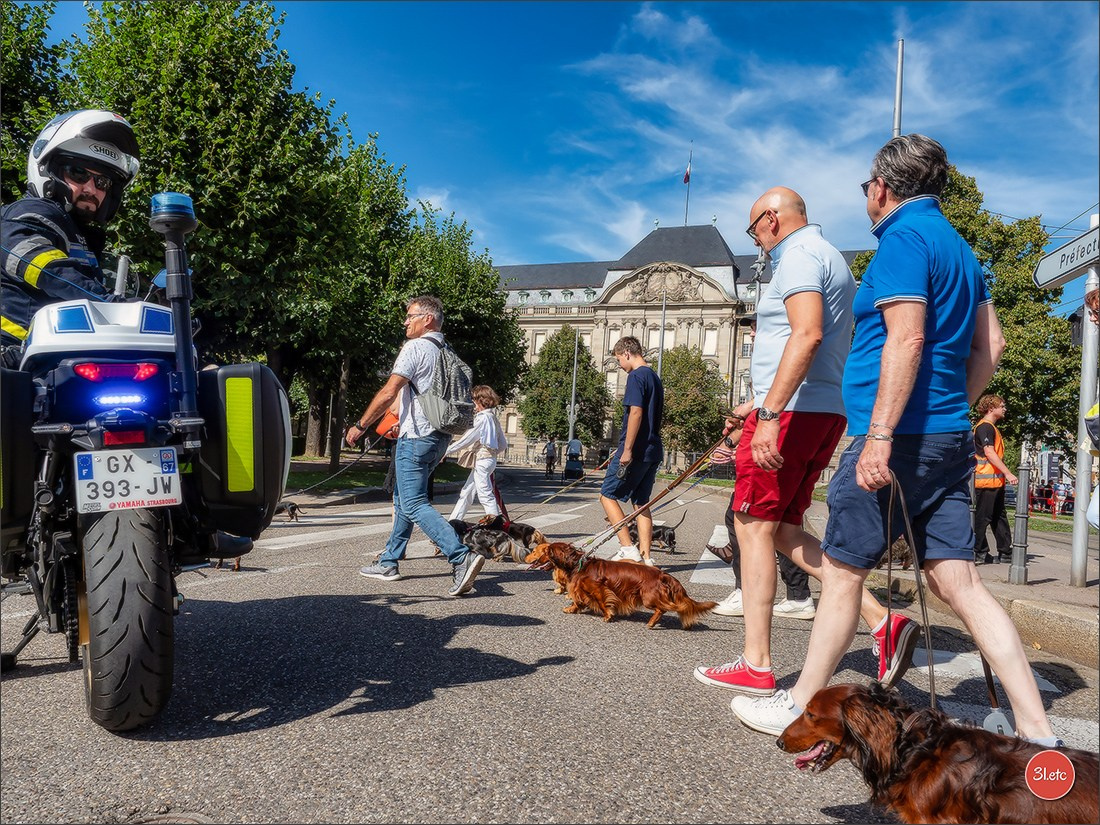 Teckels Parade Strasbourgeoise  Vous pouvez voir le galerie de photos. Photographe à Strasbourg | Portraits, Studio, Enfants, Événements
