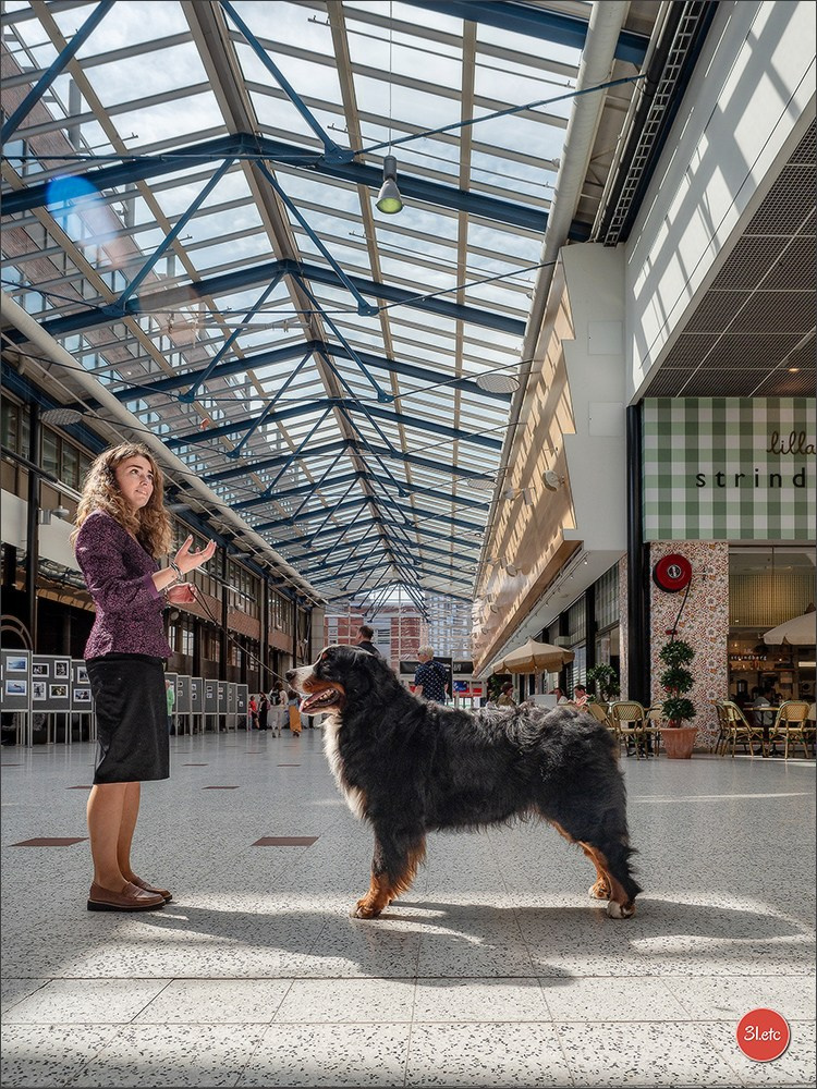 Photographie animalière. Photographe à Strasbourg | Portraits, Studio, Enfants, Événements