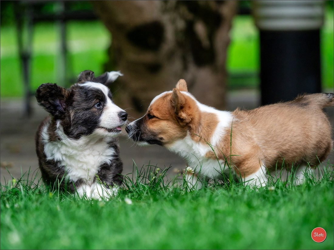 Photographie animalière. Photographe à Strasbourg | Portraits, Studio, Enfants, Événements