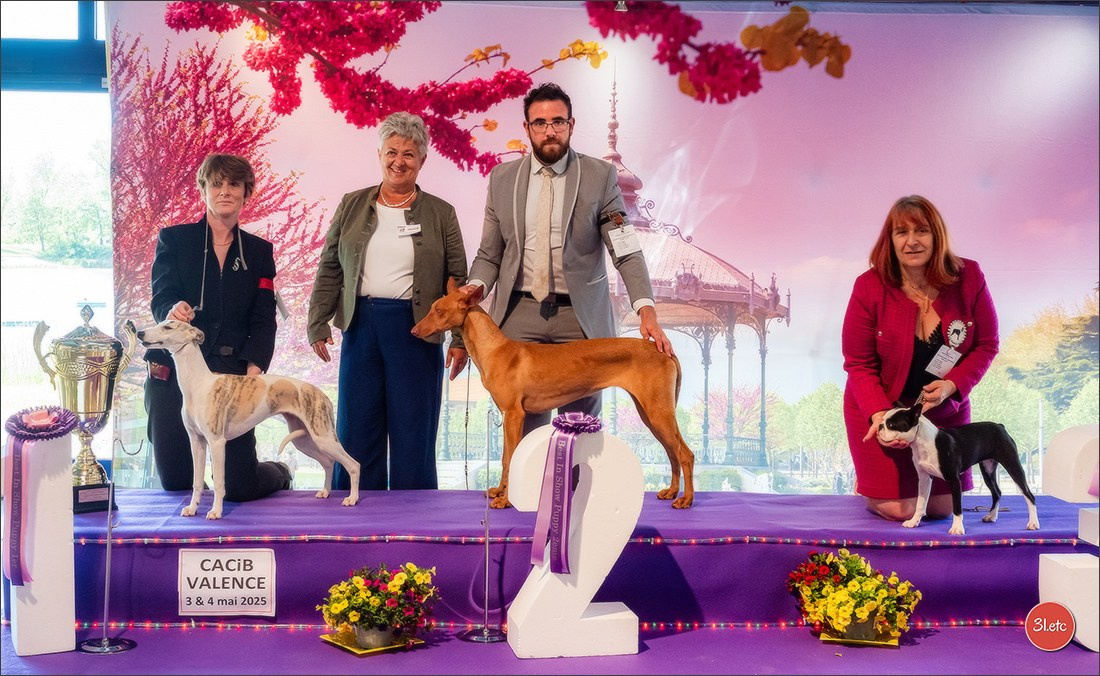 Expo canine 🇫🇷 Valence 03-04/05/2025. Photographe à Strasbourg | Portraits, Studio, Enfants, Événements