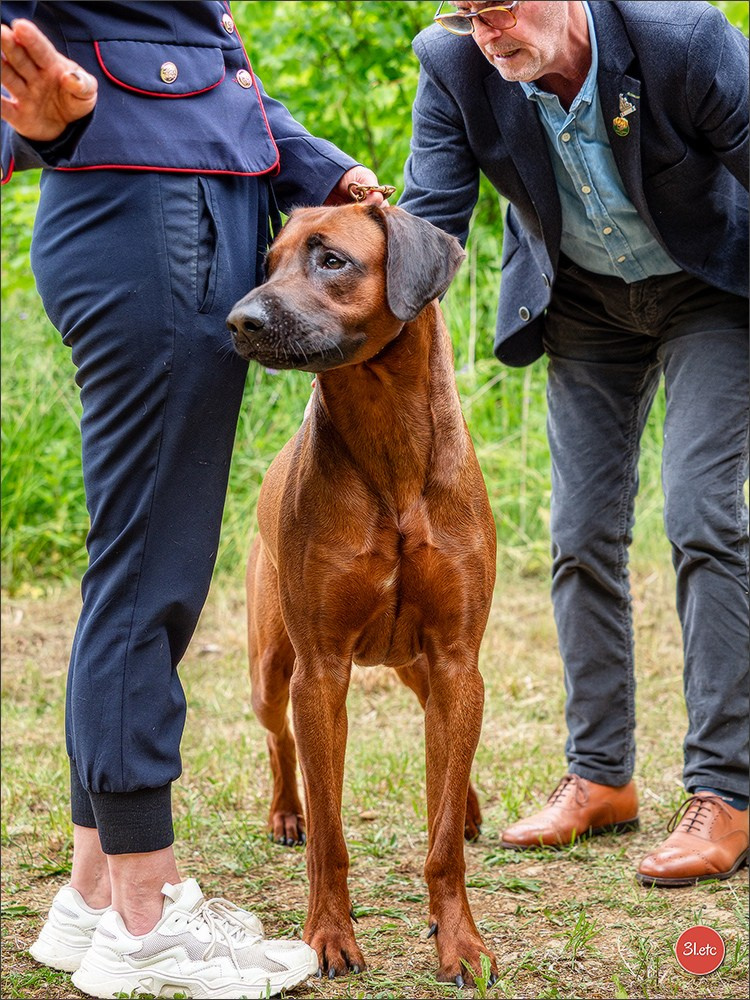 R.E. Rhodesian Ridgeback - Belleau (54) Expo canine Nancy  🇫🇷  24/05/2025. Photographe à Strasbourg | Portraits, Studio, Enfants, Événements