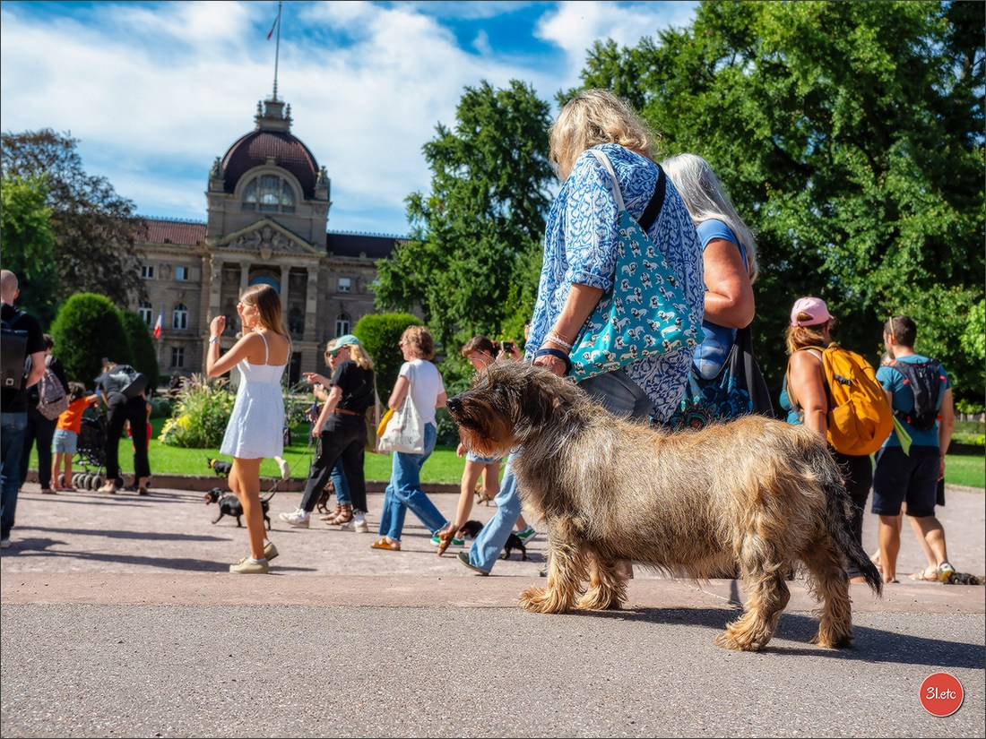 Teckels Parade Strasbourgeoise  Vous pouvez voir le galerie de photos. Photographe à Strasbourg | Portraits, Studio, Enfants, Événements