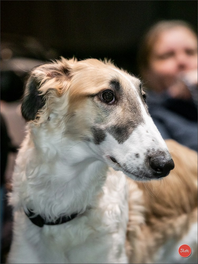 🇩🇪 Offenburg International Dogshow 15-16.03.25 🇩🇪. Photographe à Strasbourg | Portraits, Studio, Enfants, Événements