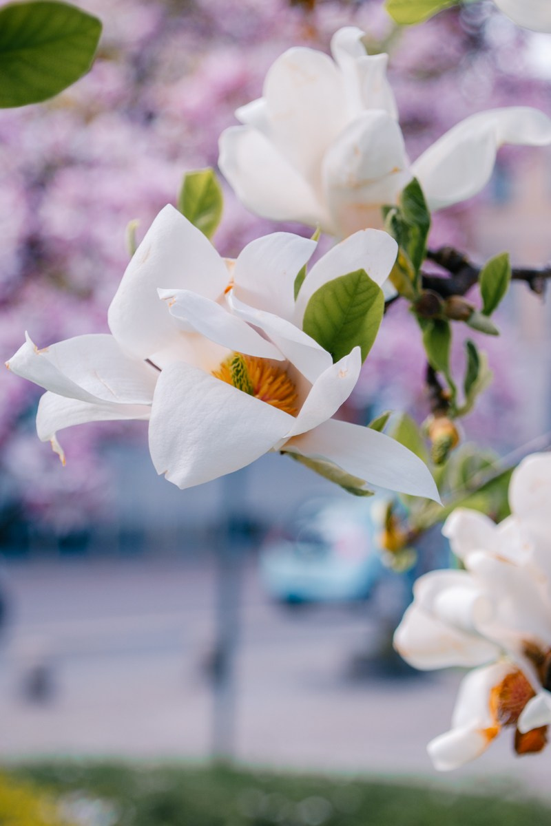 Magnolia. Anastasiia Buchinskaia Fotografa Milano