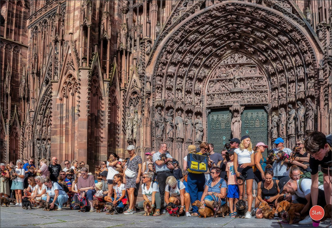 Teckels Parade Strasbourgeoise  Vous pouvez voir le galerie de photos. Photographe à Strasbourg | Portraits, Studio, Enfants, Événements