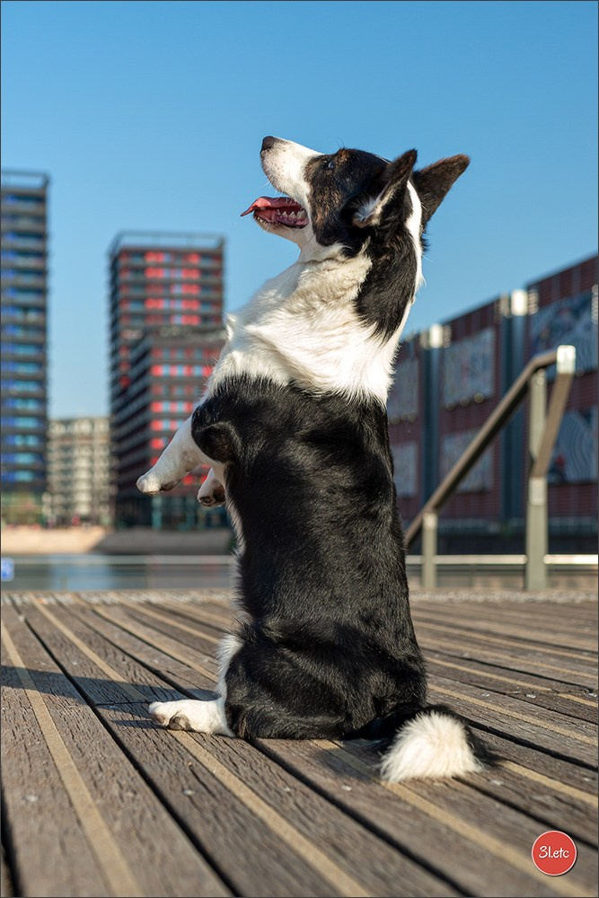 Photographie animalière. Photographe à Strasbourg | Portraits, Studio, Enfants, Événements