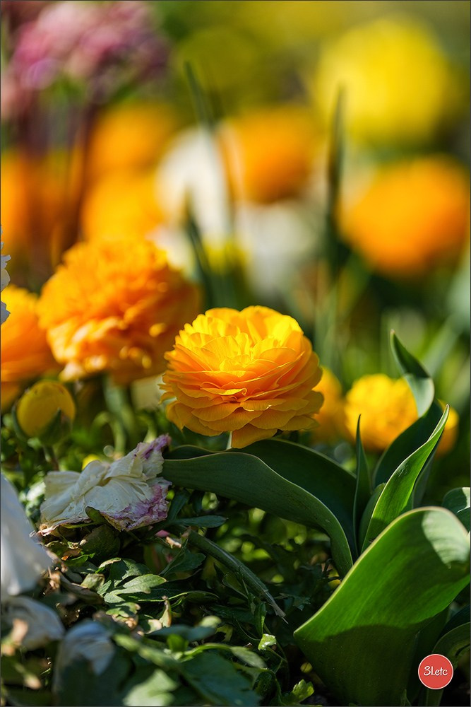 TEST ::: Sony Alpha 7 V (ILCE-7M5) 70-200mm f/2.8 GM II OSS. Photographe à Strasbourg | Portraits, Studio, Enfants, Événements
