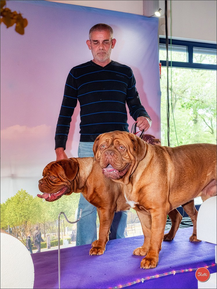 Expo canine 🇫🇷 Valence 03-04/05/2025. Photographe à Strasbourg | Portraits, Studio, Enfants, Événements