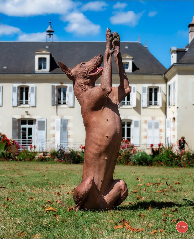 🇫🇷 Romorantin - Exposition Canine Nationale. Photographe à Strasbourg | Portraits, Studio, Enfants, Événements